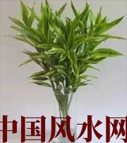 日照十二生肖养什么植物最旺财运？你知道吗！