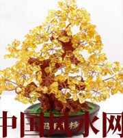 日照买了招财植物却不能发财，是方位摆错了！